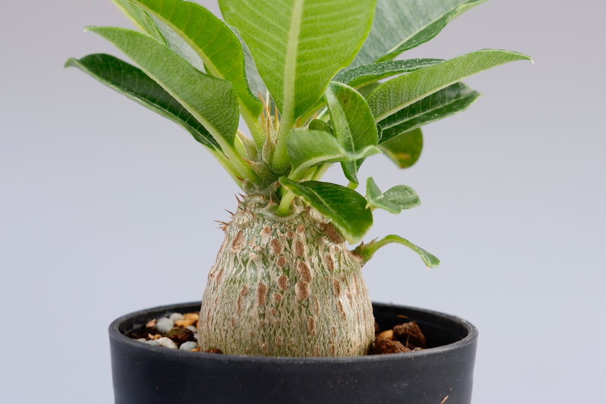 パキポディウム ウィンゾリー Pachypodium windsorii 実生① パキポディウム ウィンゾリー実生／Pachypodium baronii var