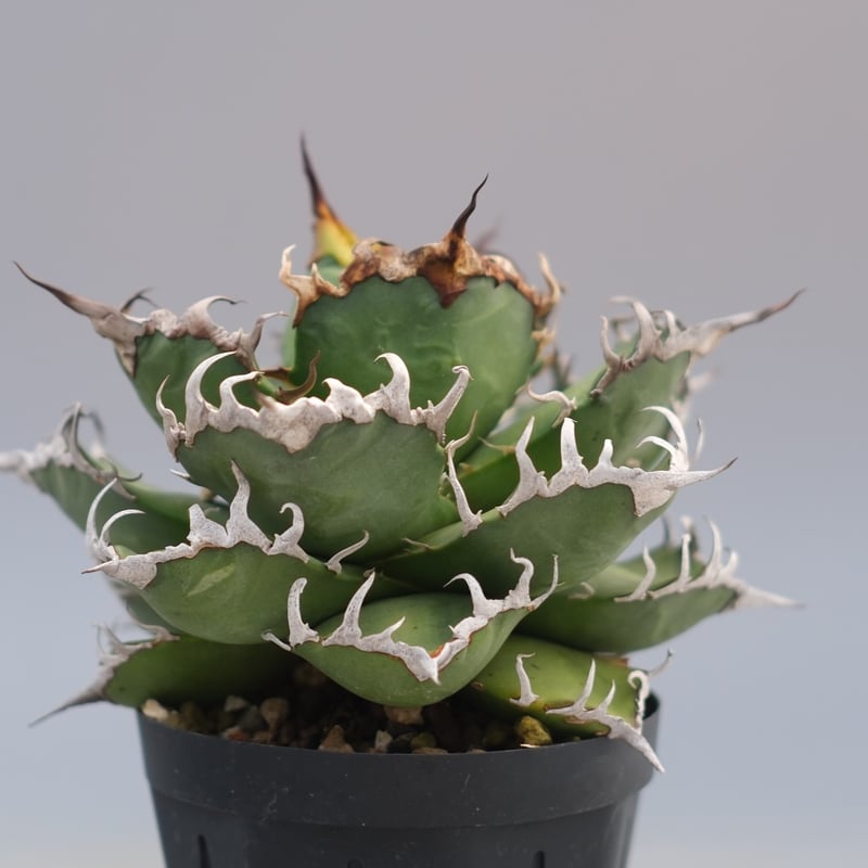 アガベ チタノタ シーザー Agave titanota caesar 192 | Sunny