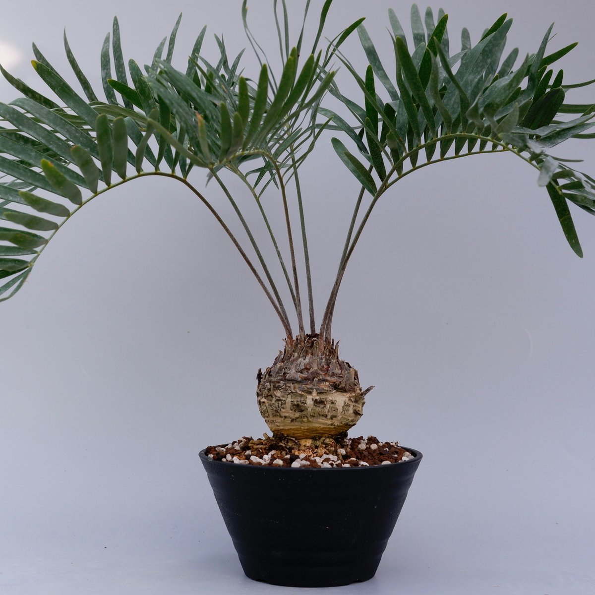 ザミア　フロリダーナ　フロリダ蘇鉄 ザミア フロリダーナ 001 Zamia floridana 蘇鉄 | Sunny Branch
