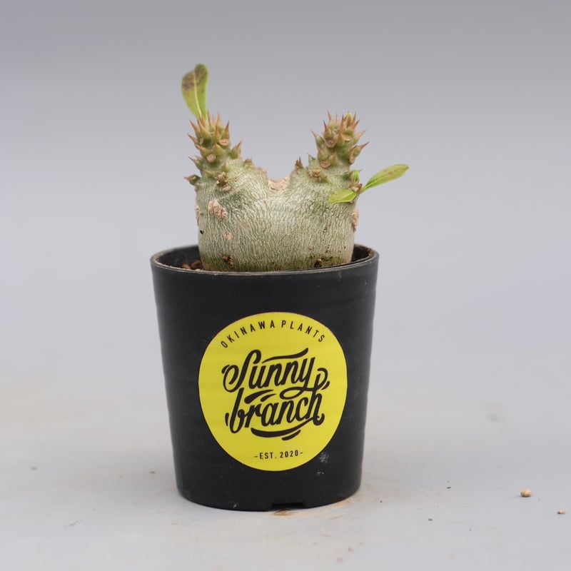パキポディウム ウィンゾリー 実生株 119 Pachypodium windsorii |