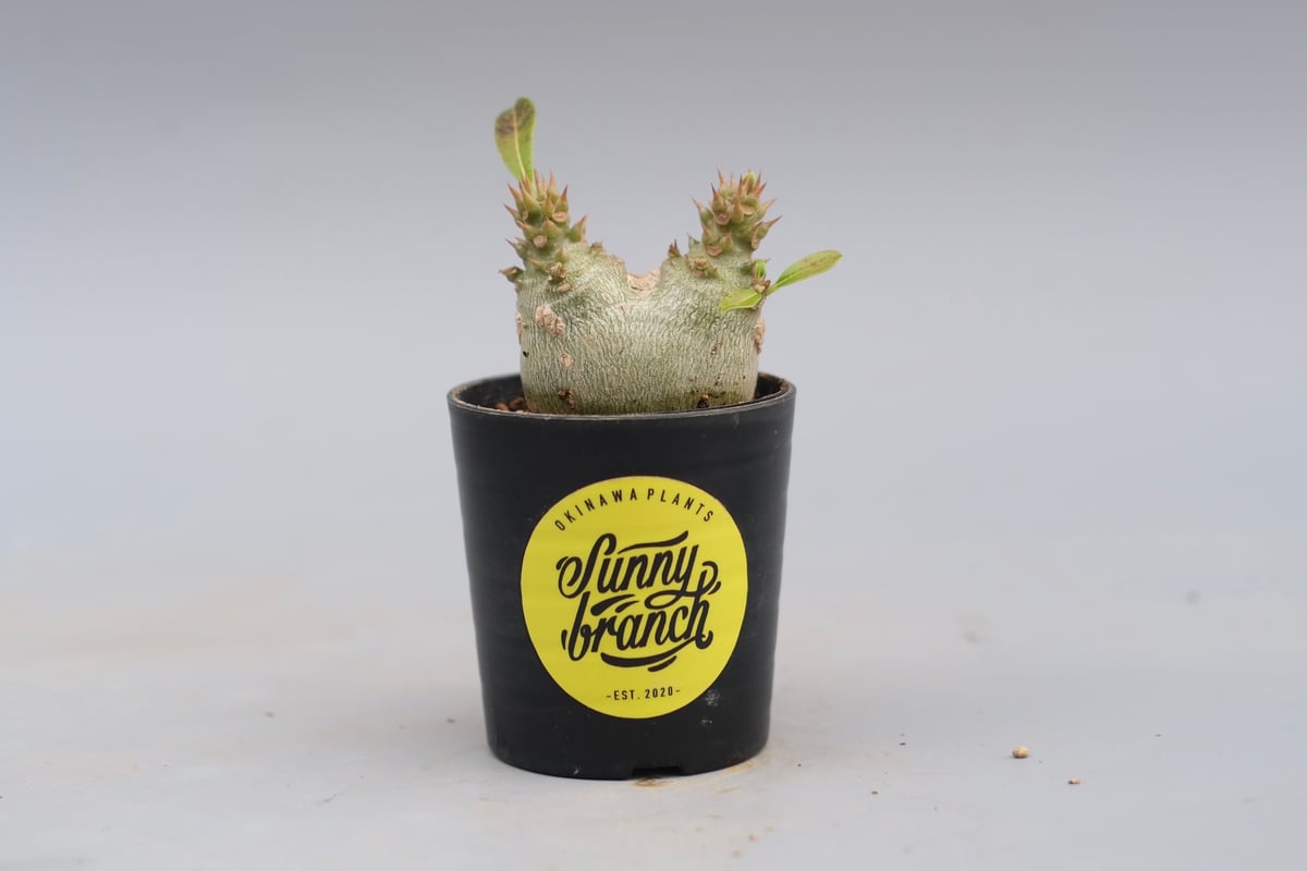 パキポディウム ウィンゾリー 実生株 119 Pachypodium windsorii |