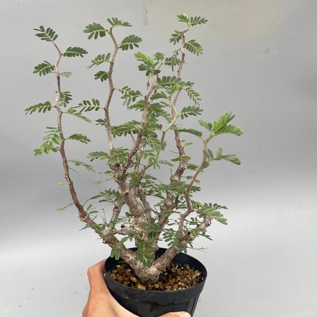 センナ　メリディオナリス　発根済み センナ メリディオナリス 発根済み 【公式通販】