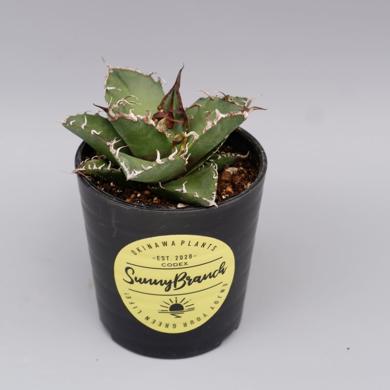 アガベ チタノタ シーザー 5株