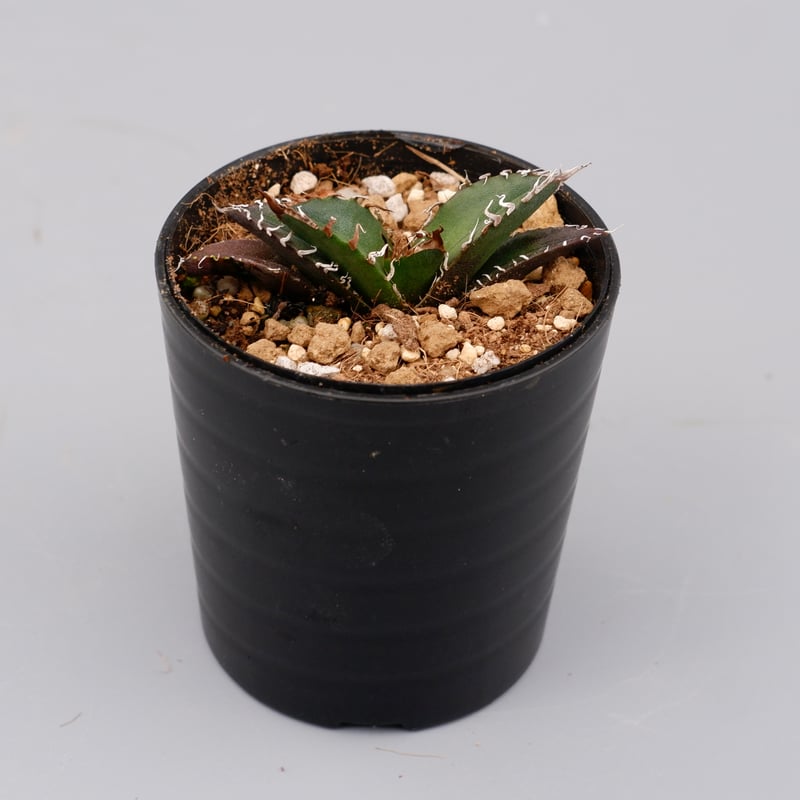 アガベ チタノタ シーザー Agave titanota caesar 072 | Sunny