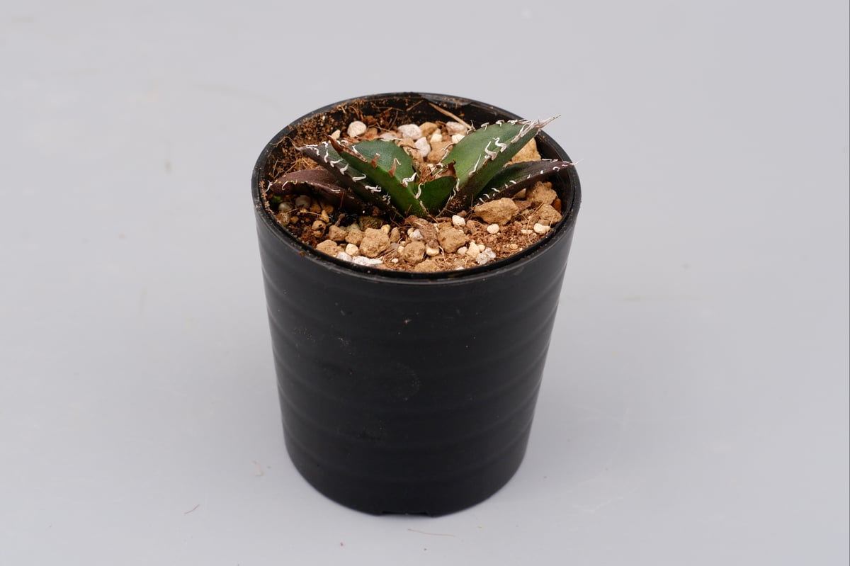 アガベ チタノタ シーザー Agave titanota caesar 072 | Sunny