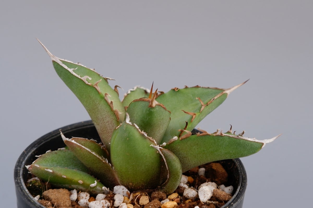 アガベ オテロイ 実生株 Agave oteroi seeding 071 | Sunny