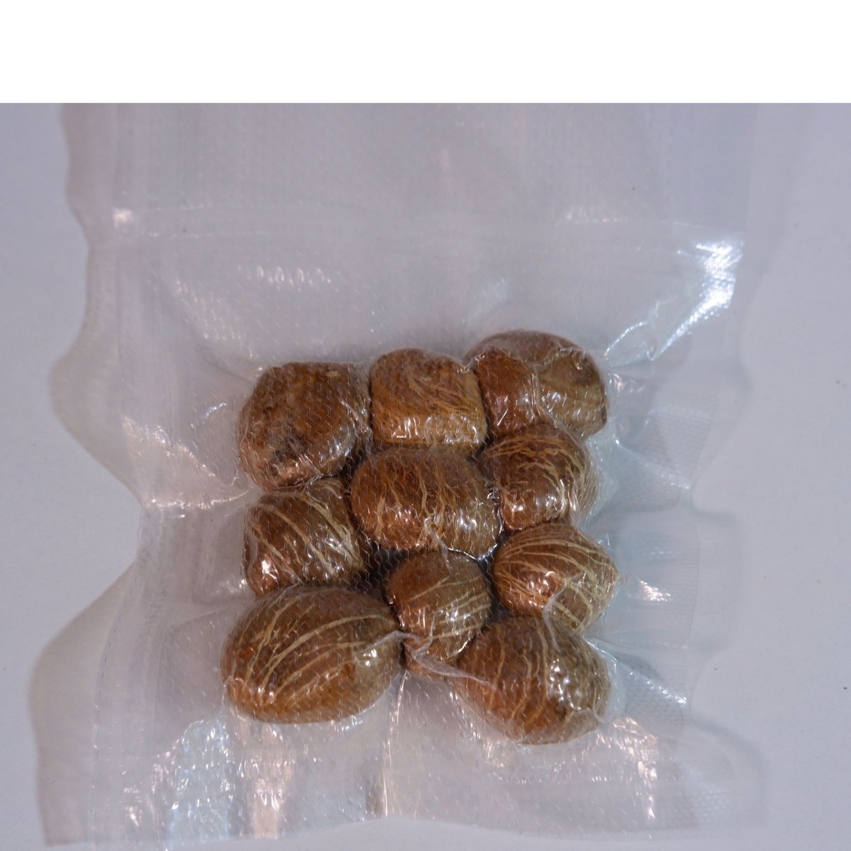 パキラ種子 10粒 Pachira seed | Sunny Branch