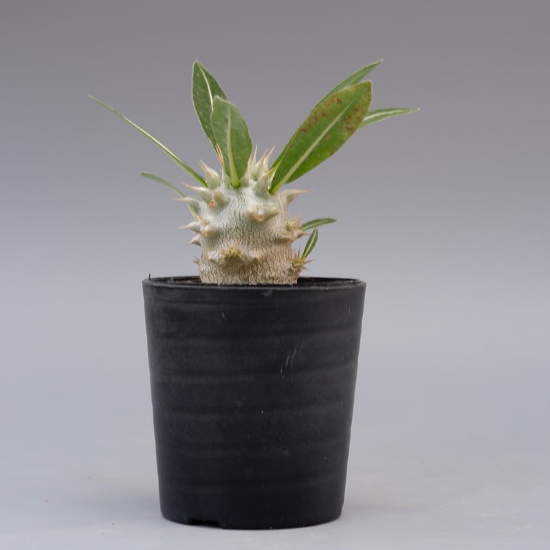 パキポディウム ロスラーツム 実生株 004 Pachypodium rosulatum
