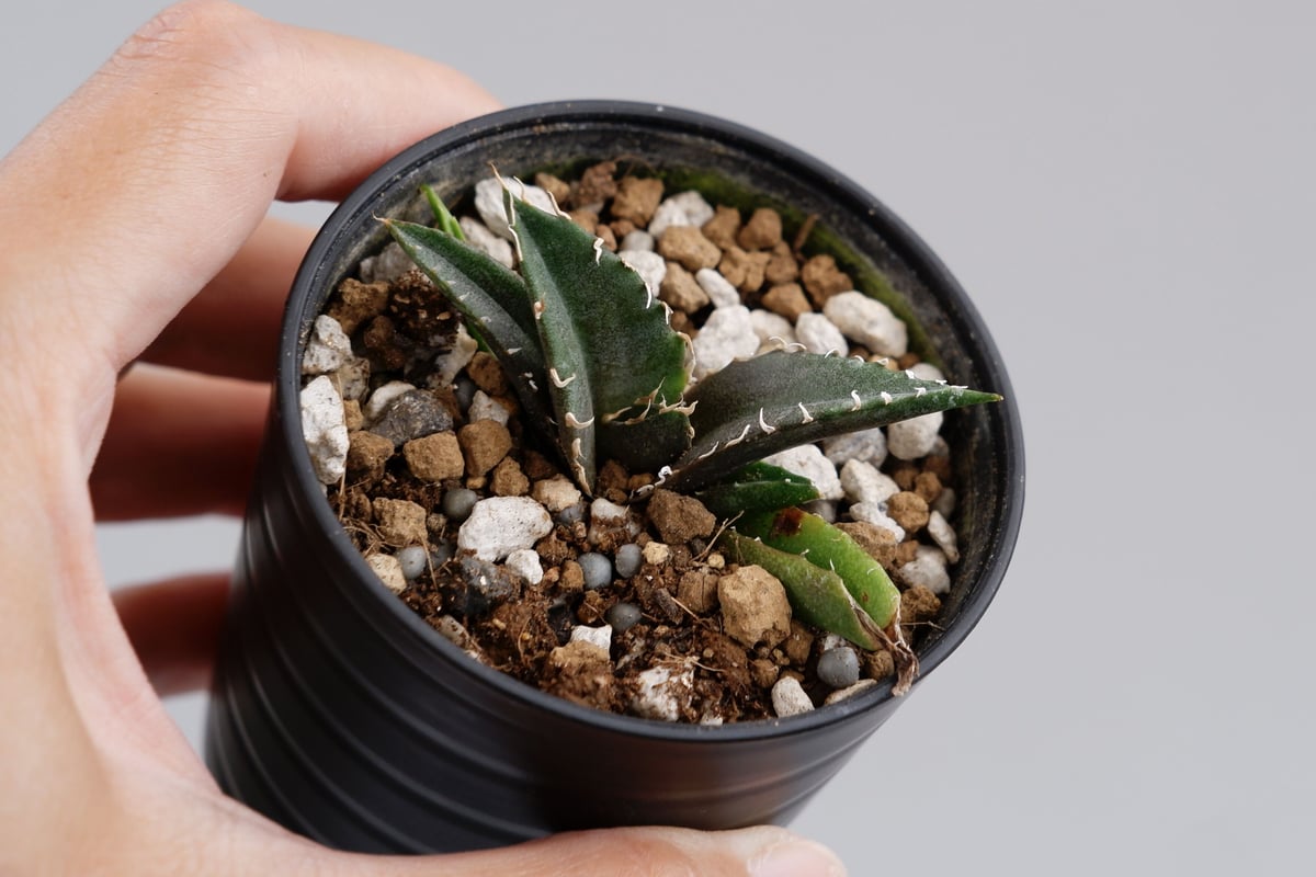 AGAVE TITANOTA イタリアメリクロン チタノタ（オテロイ）「イタリアメリクロン株」の成長記録＆育て方