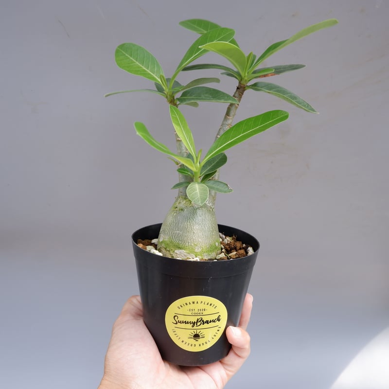 アデニウム アラビカム PNW 実生株 Adenium arabicum Phet na wa