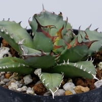 アガベ チタノタ ドワーフ 001 Agave titanota 'Dwarf' | Sun アガベ チタノタ ドワーフ 001 Agave titanota 'Dwarf' | Sun