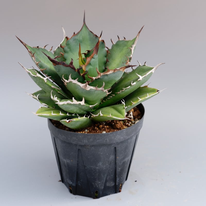 アガベ ノーネーム Agave no name | Sunny Branch