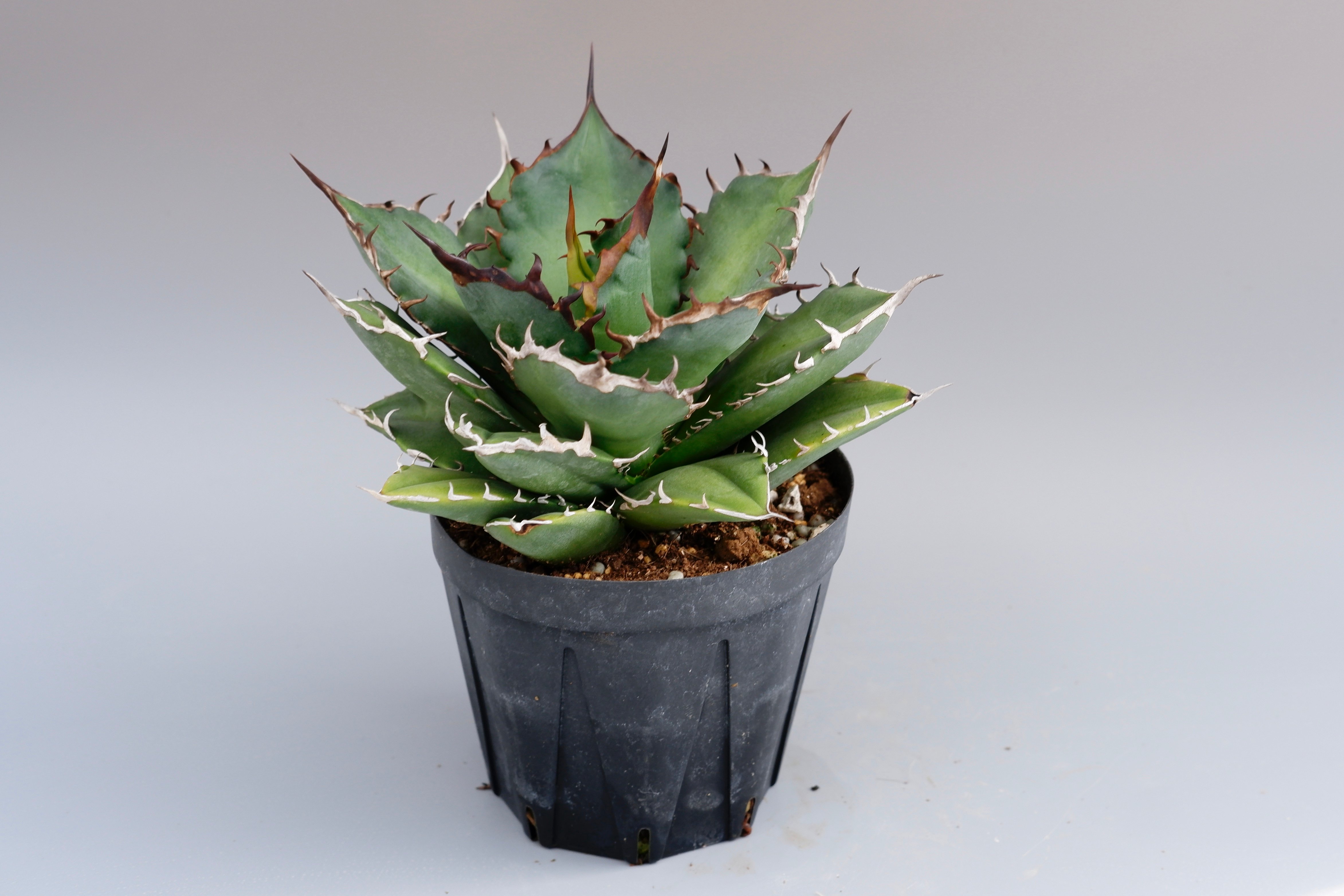 アガベ ノーネーム Agave no name | Sunny Branch