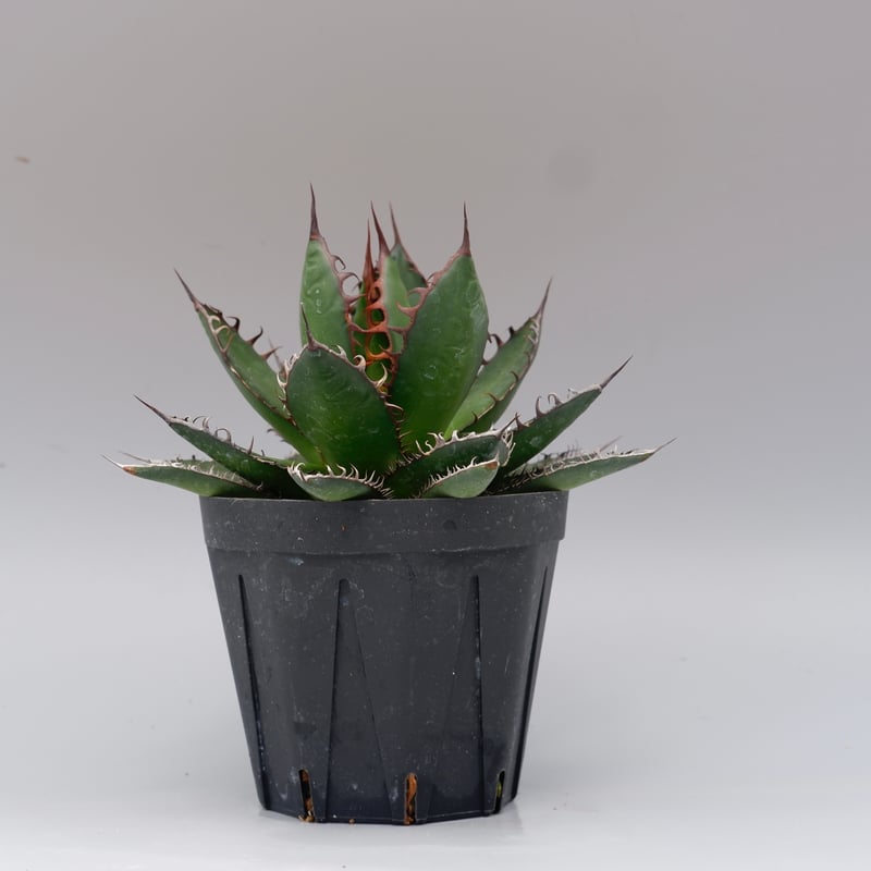 アガベ ホリダ 043 Agave horrida 強棘 | Sunny Branch