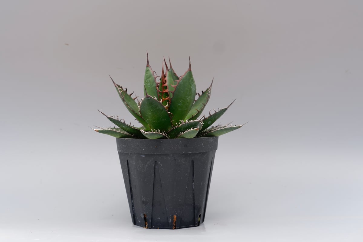 アガベ ホリダ 043 Agave horrida 強棘 | Sunny Branch