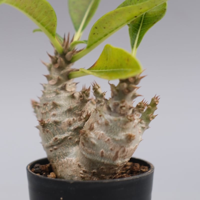 ウィンゾリー パキポディウム 国内実生株2 パキポディウム ウィンゾリー 実生株 117 Pachypodium windsorii |