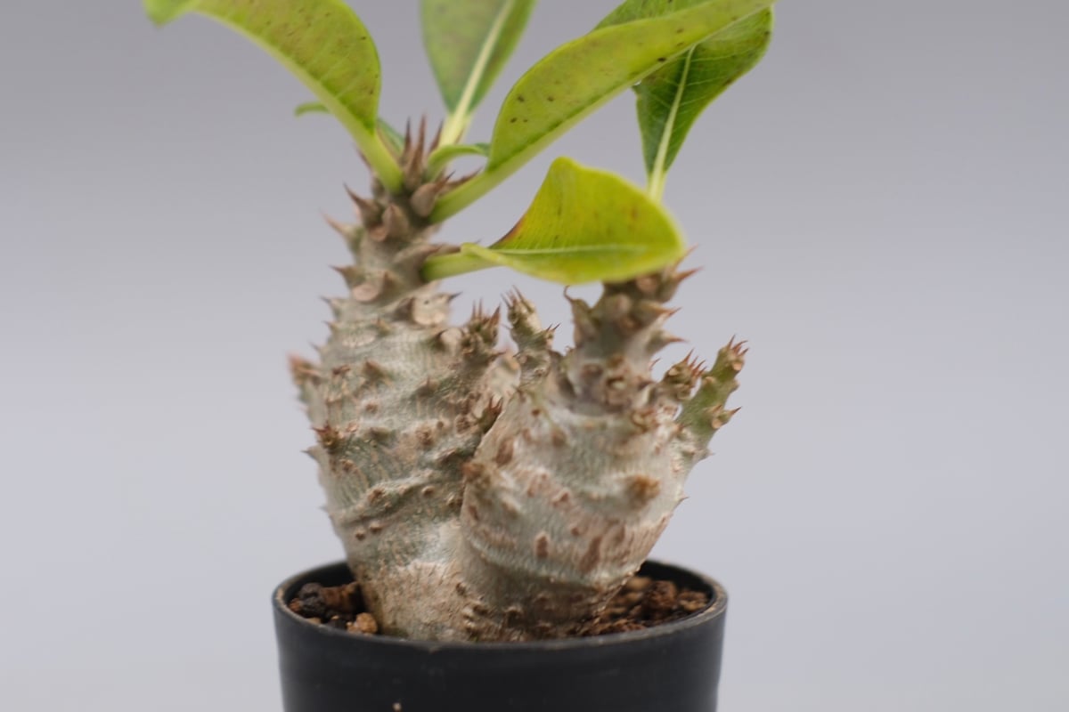 パキポディウム ウィンゾリー 実生株 117 Pachypodium windsorii |