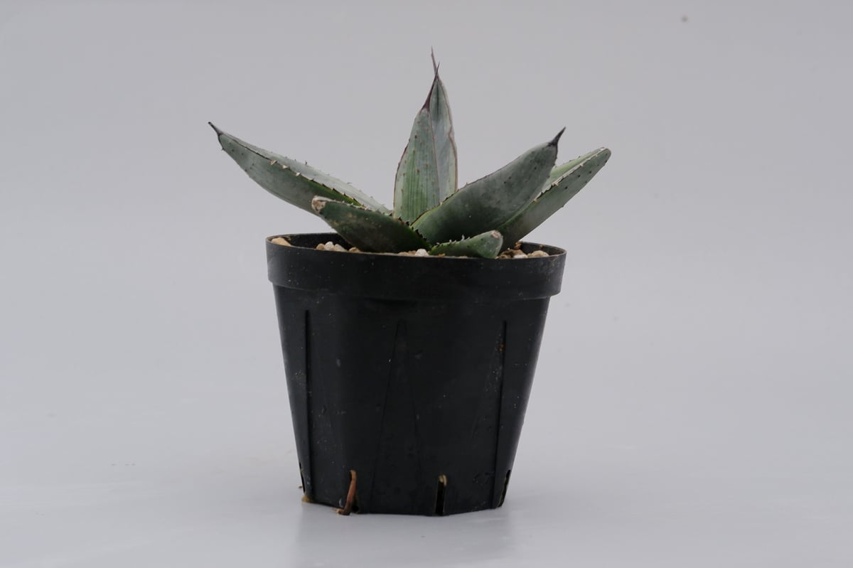 アガベ シャークバイト002 Agave Sharkbite | Sunny Branch