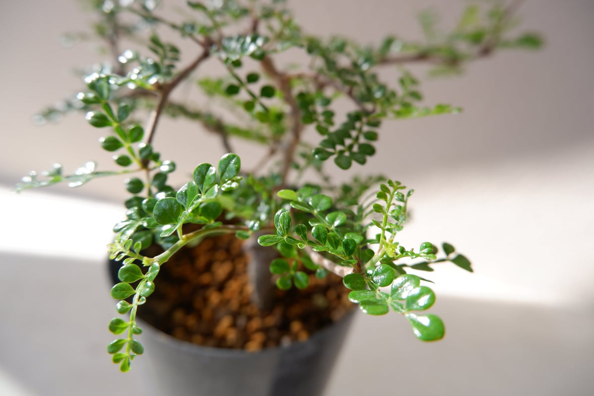 オペルクリカア デカリー 大株 約130cm オペルクリカリア デカリー