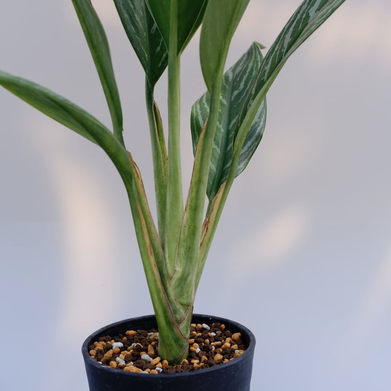 激レア　アグラオネマ　Aglaonema ゾリナ Zorina aglaonema monalisa tc アグラオネマ モナリザ トリカラー