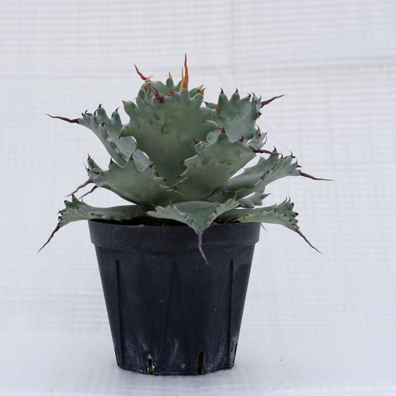 アガベ ポタトラム スポーン005 Agave Potatorum 'SPAWN' | Sun