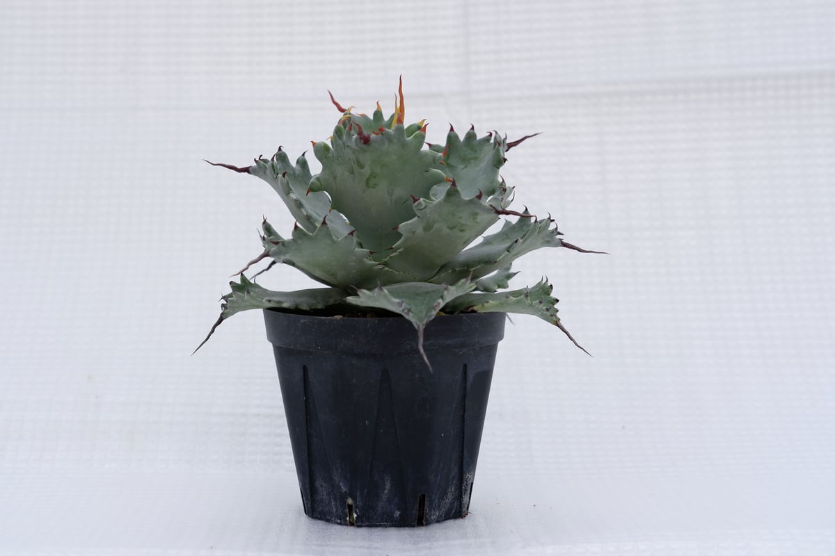 アガベ ポタトラム スポーン005 Agave Potatorum 'SPAWN' | Sun アガベ ポタトラム スポーン005 Agave Potatorum 'SPAWN' | Sun