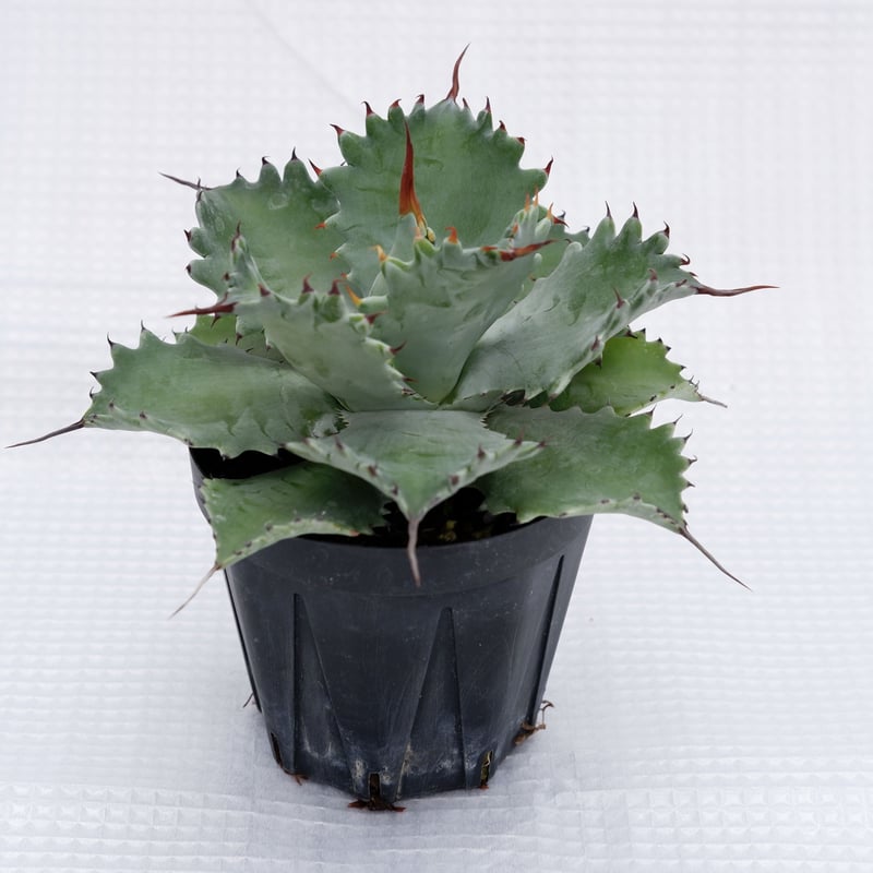 アガベ ポタトラム スポーン004 Agave Potatorum 'SPAWN' | Sun アガベ ポタトラム スポーン004 Agave Potatorum 'SPAWN' | Sun