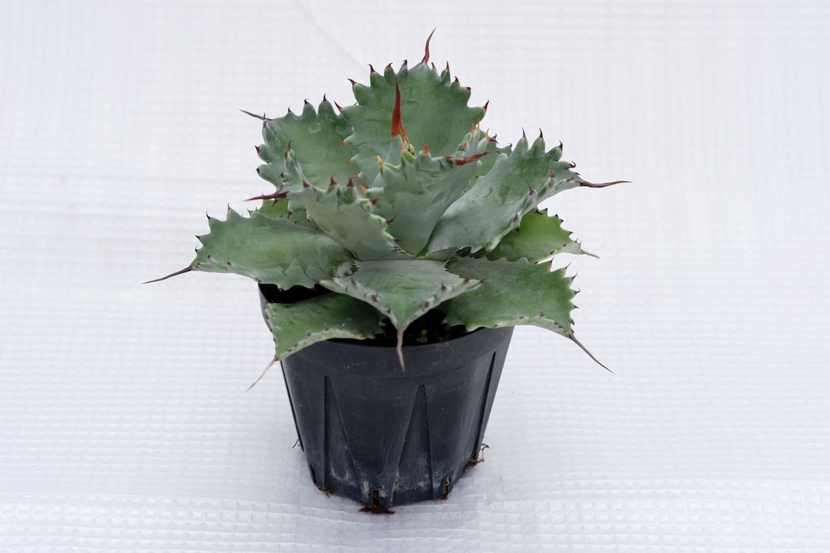 アガベ ポタトラム スポーン004 Agave Potatorum 'SPAWN' | Sun