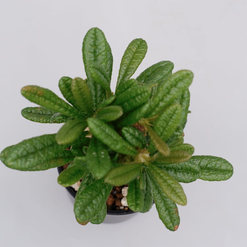 ドルステニアギガス確認用 ドルステニア ギガス Dorstenia gigas【186】 | PROTOLEAF