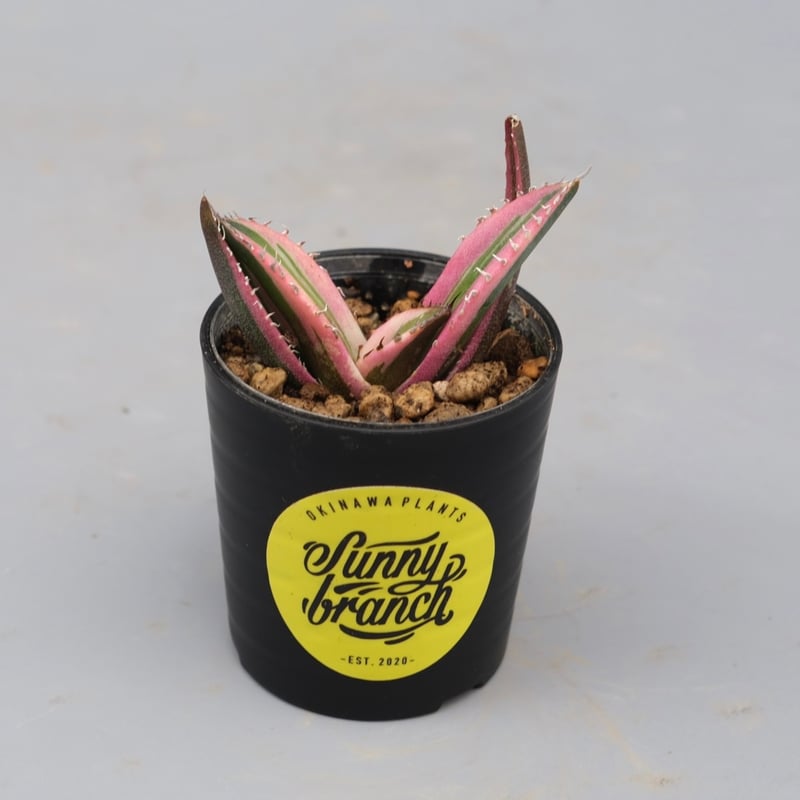 アガベ チタノタ スナグルトゥース Agave titanota Snaggle Tooth