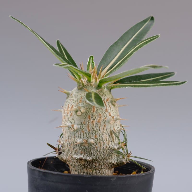 パキポディウム カクチペス 実生株 002 Pachypodium cactipes