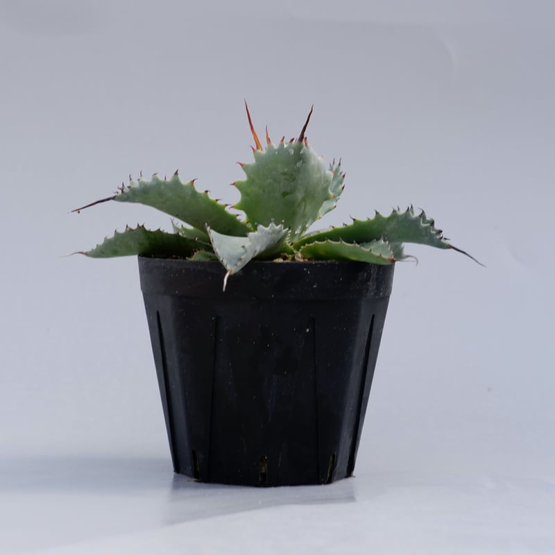 アガベ ポタトラム スポーン003 Agave Potatorum 'SPAWN' | Sun