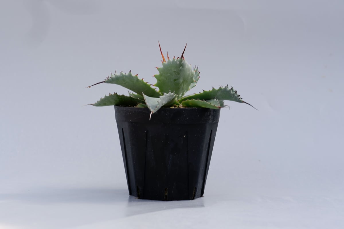 アガベポタトラムとゼブラのハイブリッド