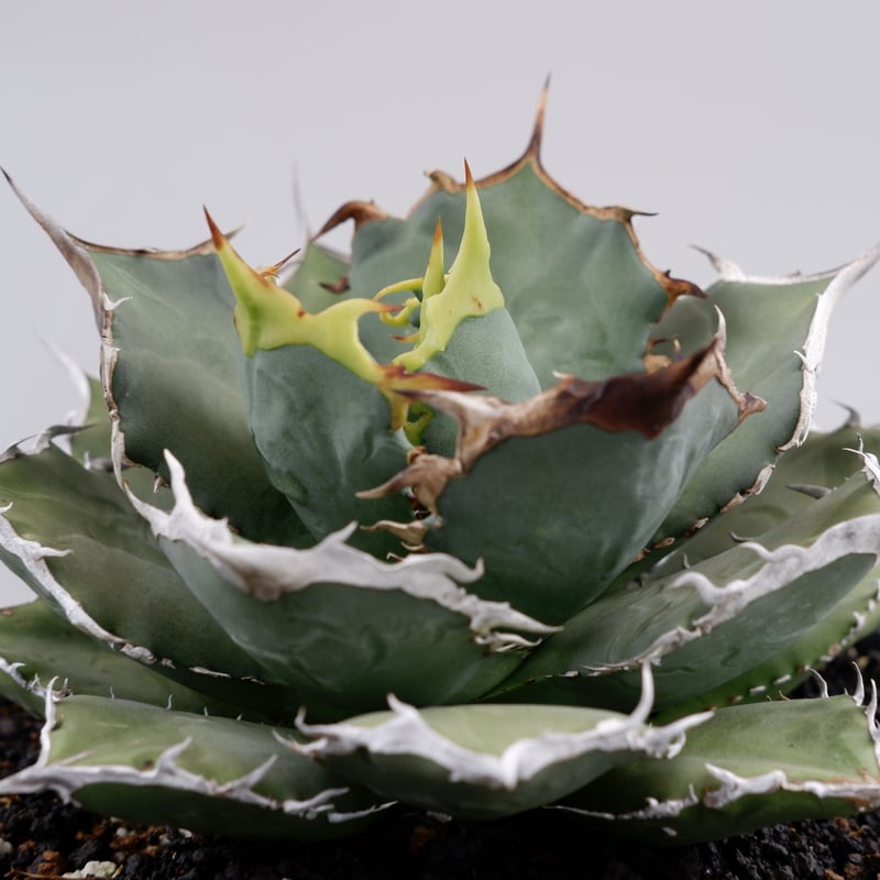 アガベ チタノタ 烈焔 001 Agave titanota 烈焔 | Sunny Branch