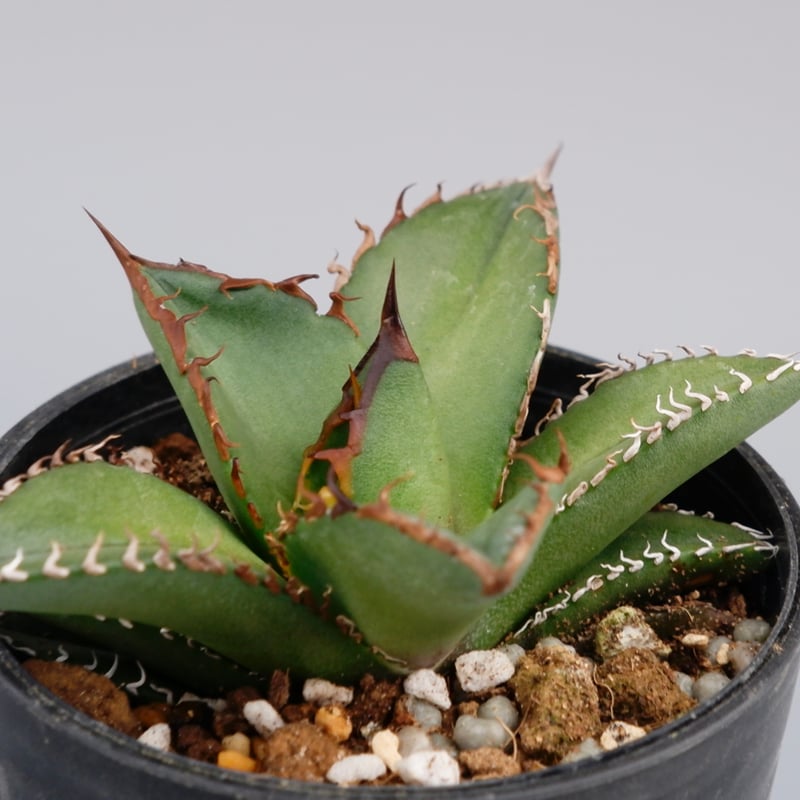 アガベ オテロイ 実生株 Agave oteroi seeding 073 | Sunny