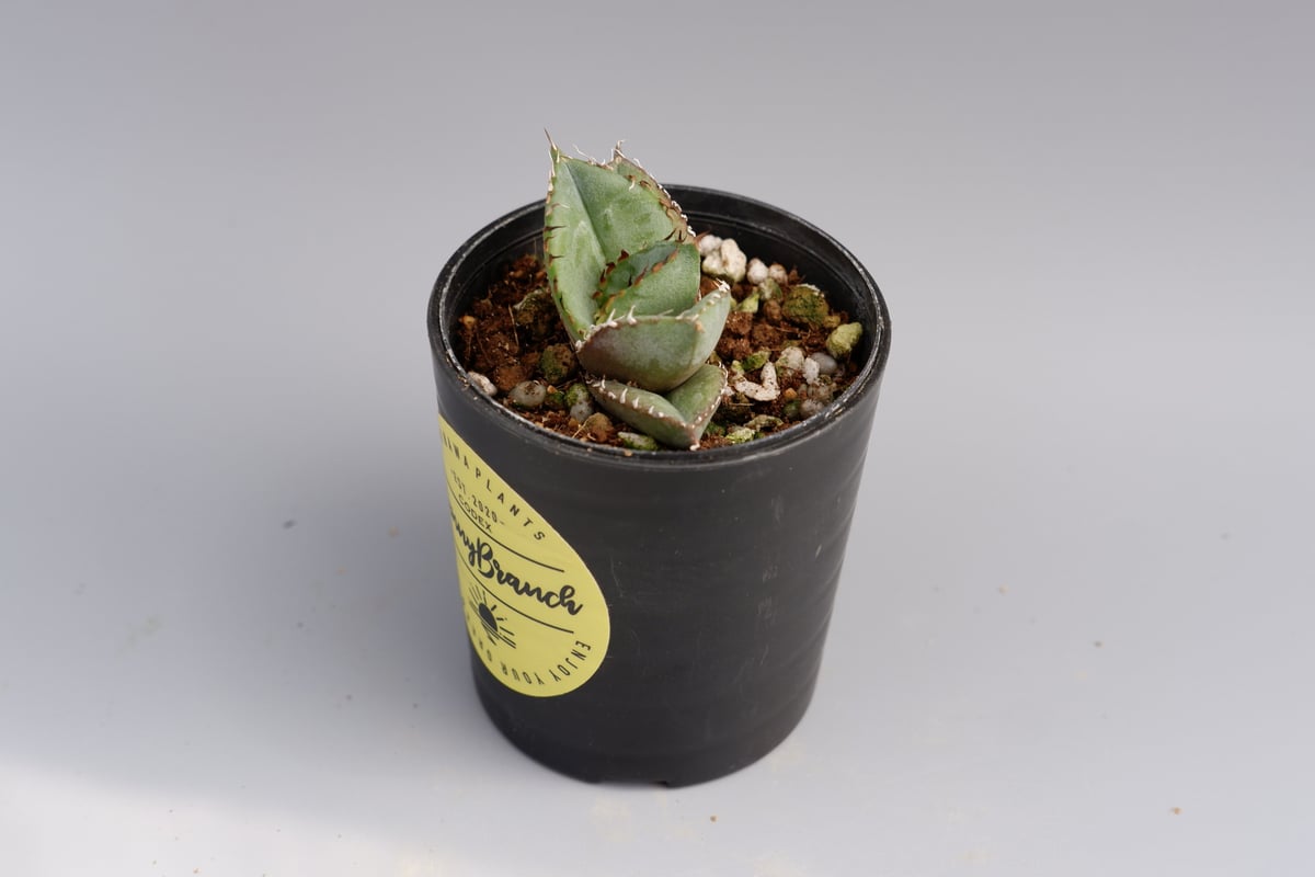 アガベ オテロイ 実生株 Agave oteroi seeding 029 | Sunny
