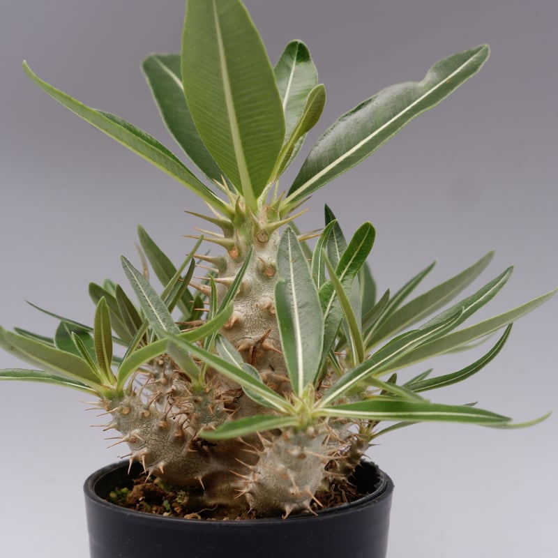 パキポディウム カクチペス 実生株 012 Pachypodium cactipes パキポディウム カクチペス 実生株 012 Pachypodium cactipes