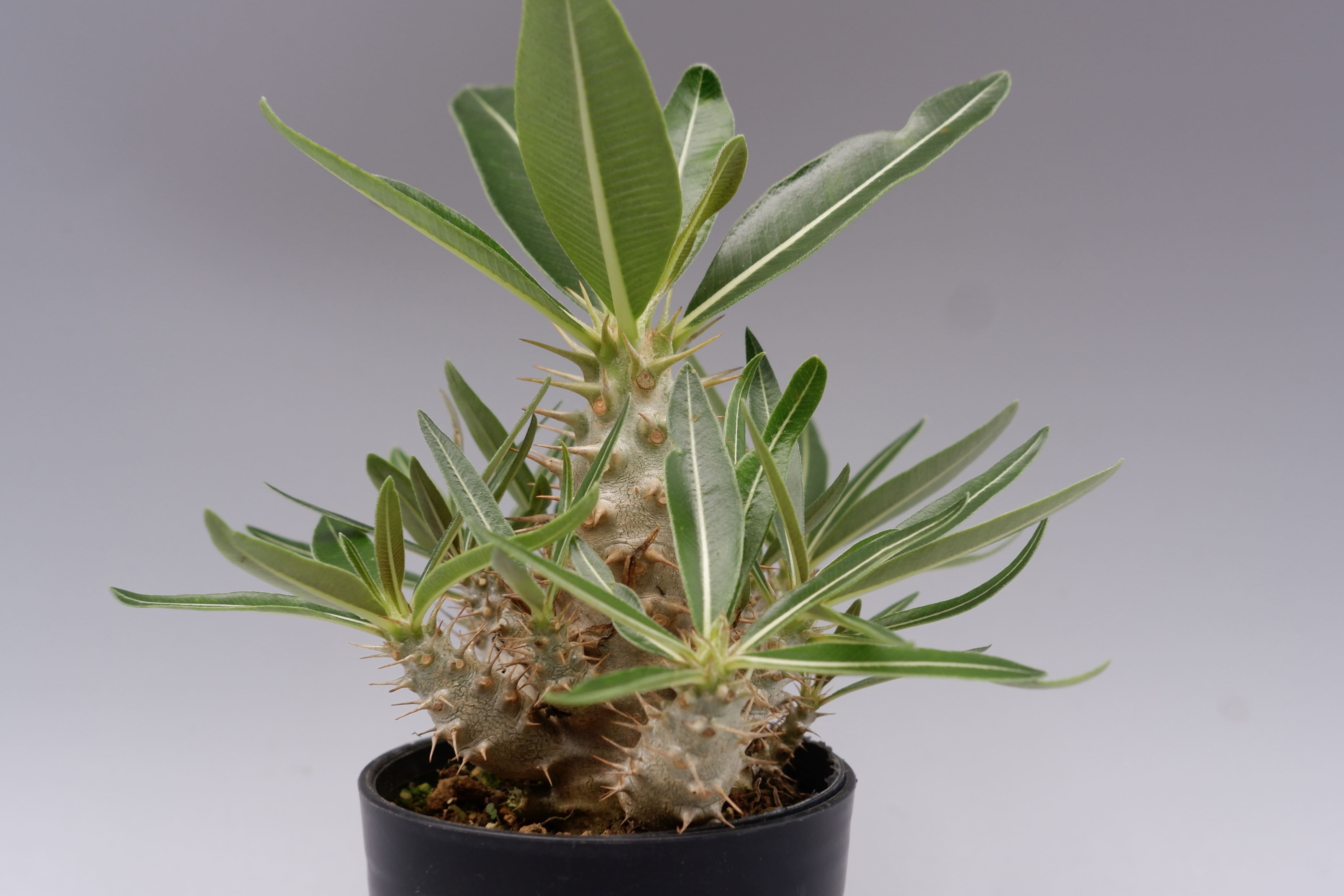 パキポディウム カクチペス 実生株 012 Pachypodium cactipes | Su