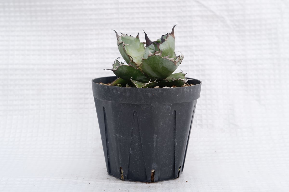 アガベ チタノタ ブラックアンドブルー Agave titanota BB 044 | Sun
