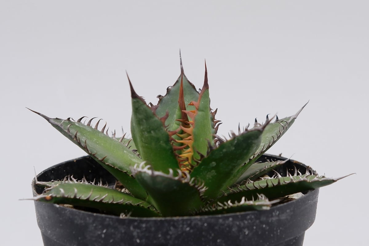 アガベ ホリダ fit=scale-down,w=1200