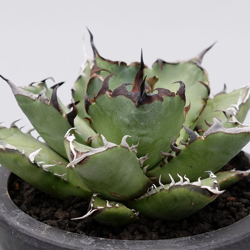アガベ チタノタ 黒鯨 016 Agave titanota black whale | S