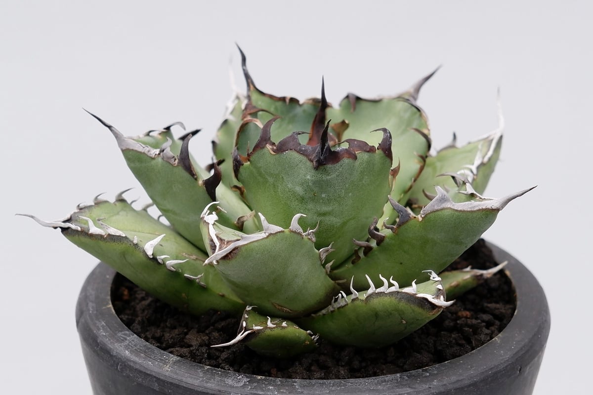 希少　アガベ　チタノタ　黒鯨　Agave titanota アガベ チタノタ 黒鯨 Agave titanota black whales No.3 |