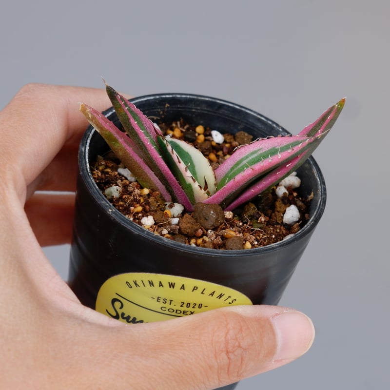 アガベ チタノタ スナグルトゥース Agave titanota Snaggle Tooth