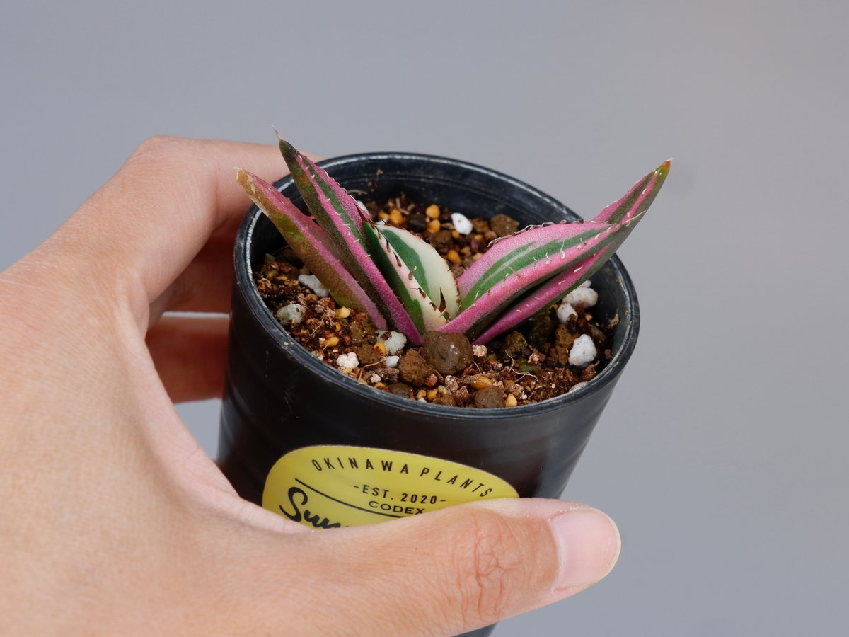 アガベ チタノタ スナグルトゥース Agave titanota Snaggle Tooth