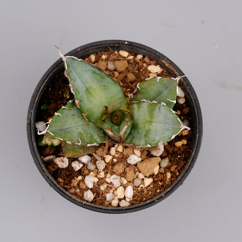 アガベ オテロイ 実生株 Agave oteroi seeding 067 | Sunny
