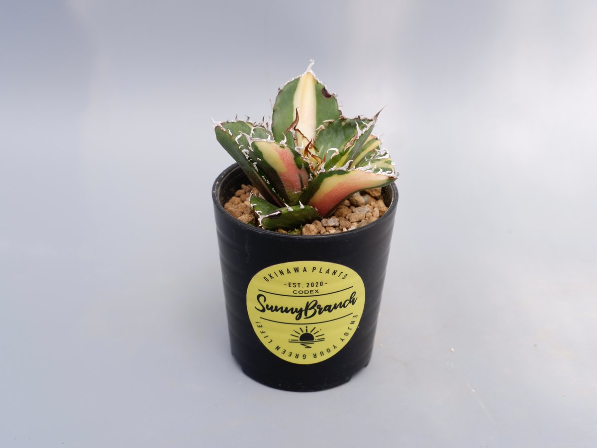 斑入り】アガベ チタノタ 白鯨 Agave titanota white whale 174