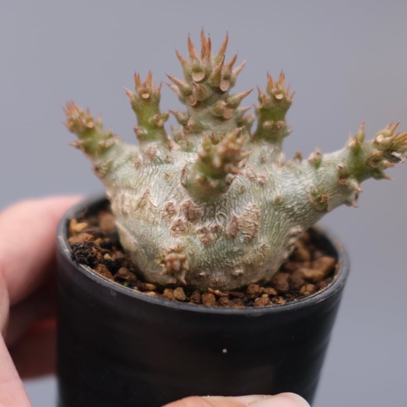 パキポディウム ウィンゾリー 実生株 128 Pachypodium windsorii |