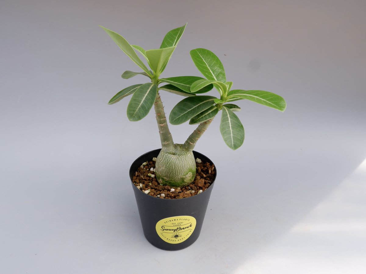 ゑ.12 大株 アデニウム アラビカム Adenium arabicum（アデニウム 
