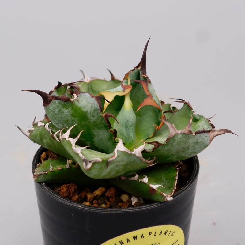 アガベ チタノタ ブラックアンドブルー Agave titanota BB 093 | Sun