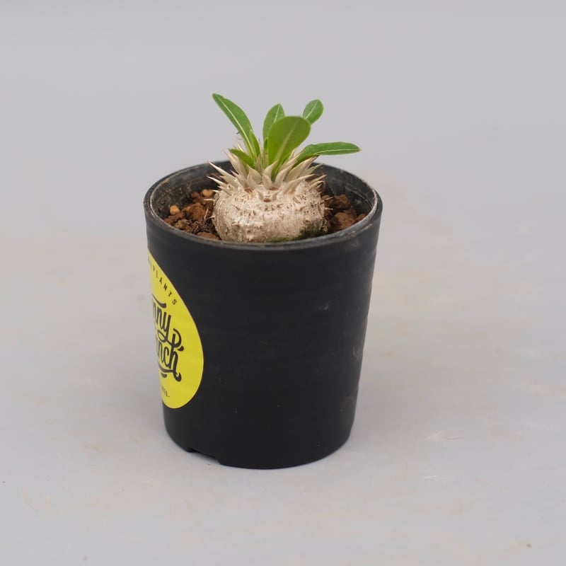 パキポディウム エニグマチカム 実生株 Pachypodium enigmaticum 004